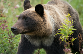 Wild Japan: Hokkaido