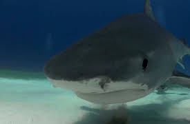 Shark Dive TV: Bull Sharks in Cancun, Mexico