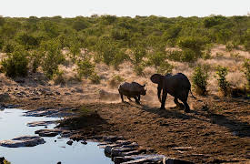 Race of Life: Herbivores
