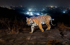 Asia, Season 1: Crowded Continent