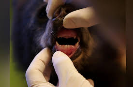 Wild Bear Rescue: Mud and Guts