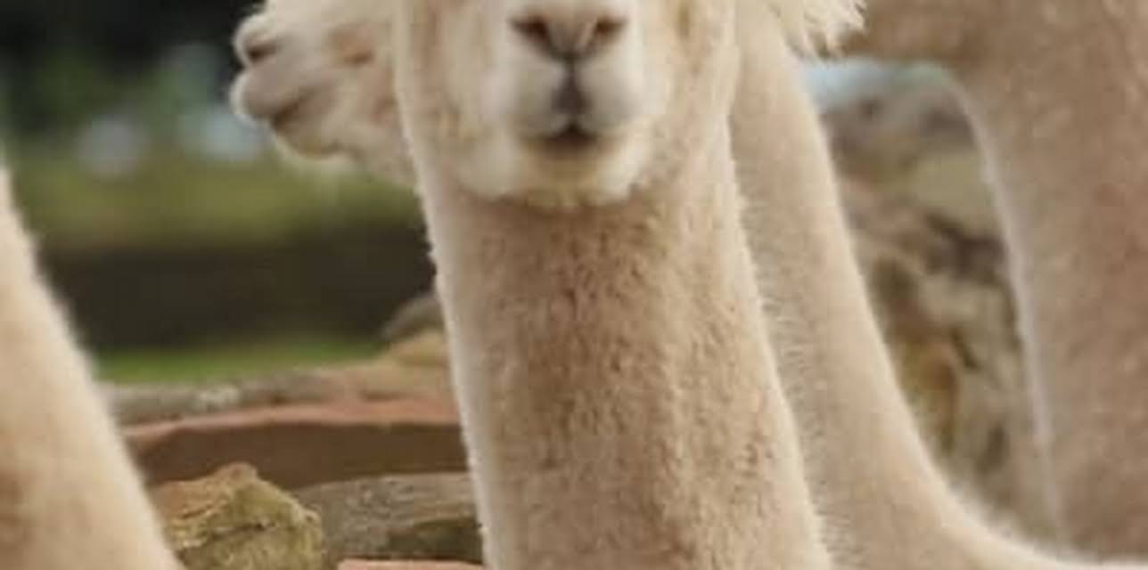 Farmer's Country Showdown