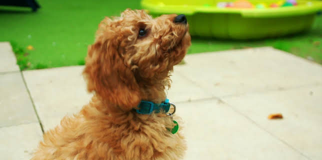 23:55: Hundehuset: Percy | NRK 2 | 2/13 2026