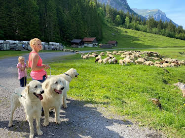 20:15: Schweizer Hundegeschichten: Herdenschutzhunde - Die alpinen Beschützer gegen Wolf & Co. | 3SAT | 6/8 2026