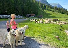 Schweizer Hundegeschichten: Herdenschutzhunde - Die alpinen Beschützer gegen Wolf & Co.