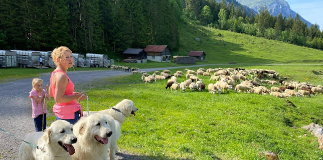 15:05: Schweizer Hundegeschichten: Herdenschutzhunde - Die alpinen Beschützer gegen Wolf & Co. | 3SAT | 3/3 2026