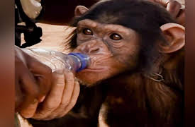 Going Ape: A Secret Rescue