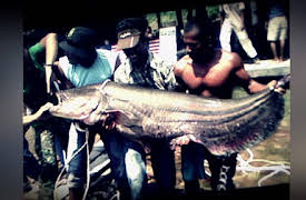 Monster Fish  Season 1: Jungle Jaws