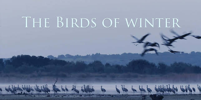 The Birds of Winter (2019)