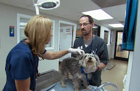 Animal Cops: Phoenix: Episode 2