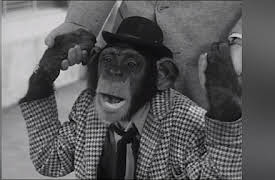 The Abbott and Costello Show Season 1: The Chimp