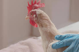 Saved By the Barn Season 1: Reuniting the Herd