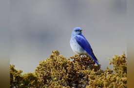 Yellowstone Journals: Spring