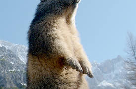 Wildest Survival: 5. Geniale dyr