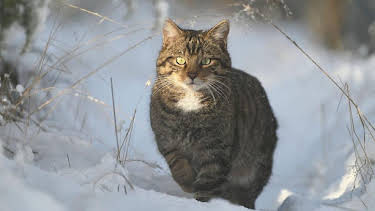 10:00 PM: Wildcats: Cait ann an Cunnart (S1 E2) (S1) | BBC Alba | 2/1 2026