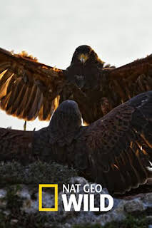 07:35: El club de la lucha animal: Osos pardos, guanacos y escarabajos | Nat Geo Wild | 3/29 2026