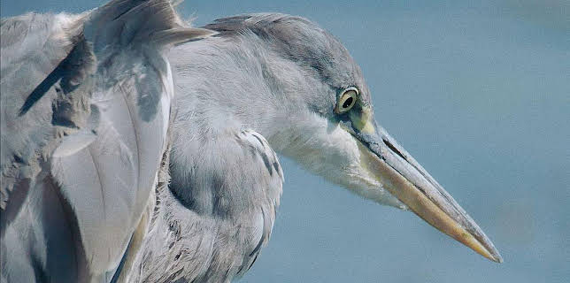 17:13: Grandes Documentales Dehesa | LA 2 | 11/25 2025