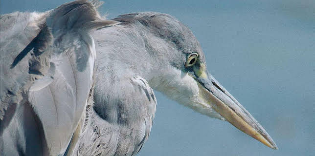 Grandes Documentales Dehesa