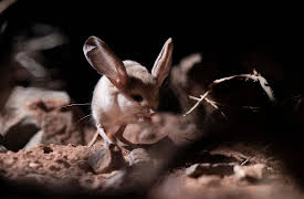 Asia, Season 1: The Arid Heart