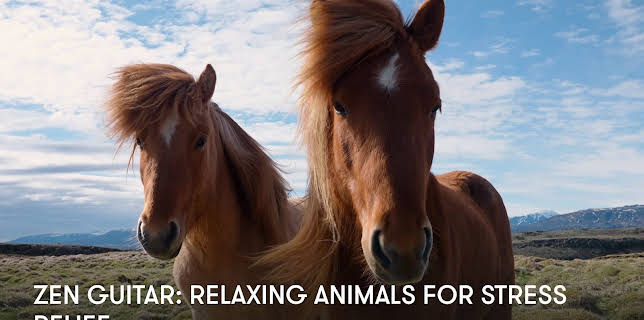 Zen Guitar: Relaxing Animals for Stress Relief (2025)