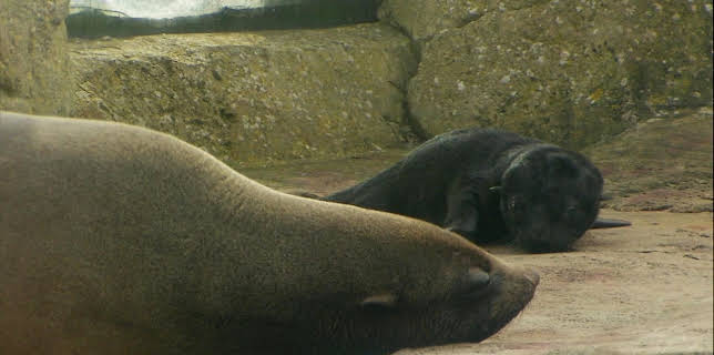 11:00: Seehund, Puma & Co | BR Fernsehen | 1/21 2026