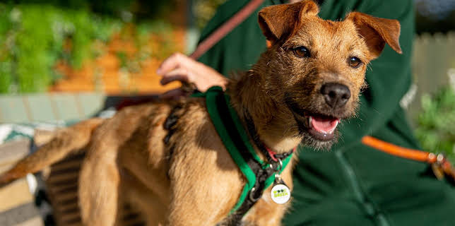 7:55 PM: The Dog House | More 4 | 1/28 2026