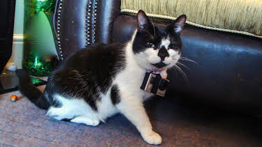 08:40: Bad Dog (S3 E2) (S3) | Animal Planet | 2/13 2026