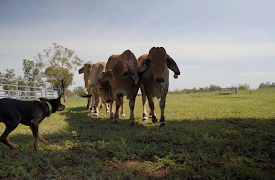 Muster Dogs, Season 1: Episode 3