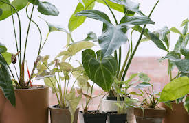 The Future Of: Krukväxter