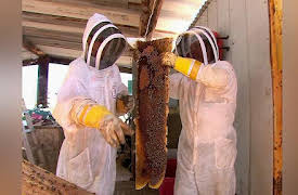 Risk Takers: Killer Bee Removal Expert