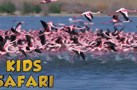 Kids Safari: Beautiful Creatures