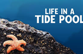 Life In A Tide Pool: Mussels and Clams