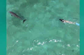 The Bond, Season 1: Dances with Dolphins