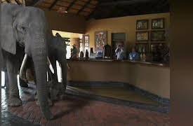 Nature's Strangest Mysteries: Solved Season 1: Elephants in the Room