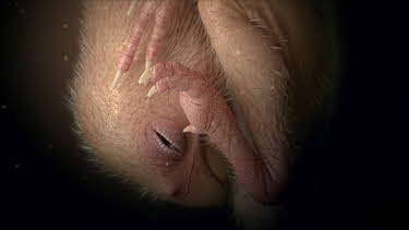 05:15: Die Erben der Dinos | ZDFinfo | 3/31 2026