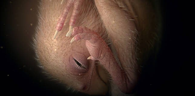 07:55: Die Erben der Dinos | ZDFinfo | 11/5 2025