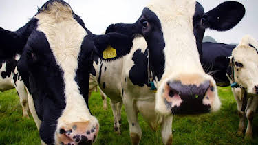 3:45 PM: The Farmers' Country Showdown (S6) | BBC Two | 7/31 2026