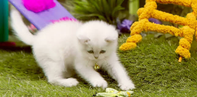 17:20: Rosin og Bolle: Ny leke | NRK Super | 1/30 2026