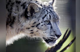 Snow Leopards Of Leafy London: Episode 6