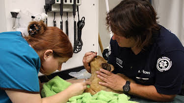 03:15: Animal Cops Phoenix (S15 E1) (S15) | Animal Planet | 1/8 2026