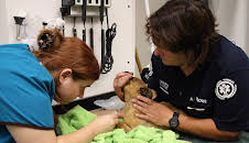 Animal Cops Phoenix (S15 E1)