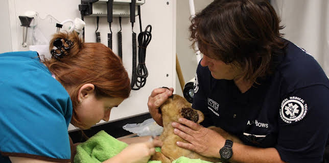 03:00: Animal Cops Phoenix (S15 E1) (S15) | Animal Planet | 11/18 2025