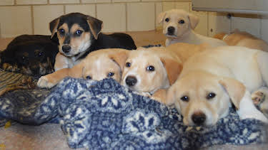 11:15: Animal Cops Houston (S19 E7) (S19) | Animal Planet | 4/13 2026