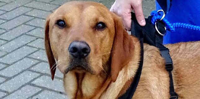 17:25: Der Super-Doc - Einsatz für 4 Pfoten | Sixx | 2/1 2026