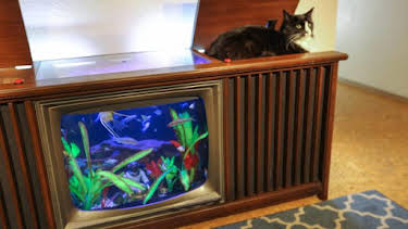 8:00 AM: Tanked (S4) | Discovery Channel | 10/14 2026