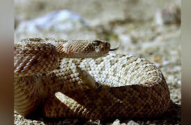 Venom Hunters Season 1: Man Down