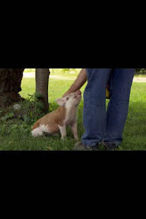22:35: El increíble doctor Pol: Pequeños y grandes | Nat Geo Wild | 4/2 2026