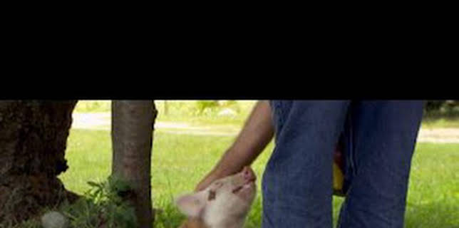 20:50: El increíble doctor Pol: Pequeños y grandes | Nat Geo Wild | 2/13 2026