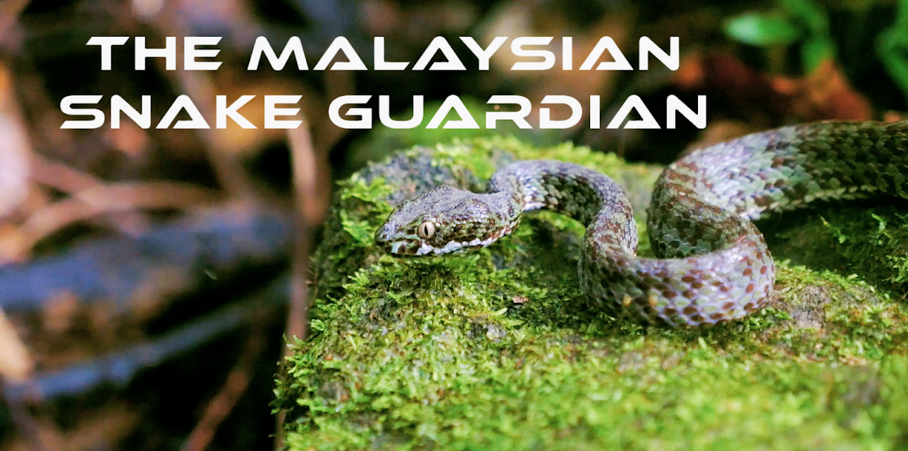 The Malaysian Snake Guardian (2018)