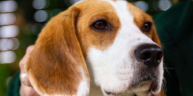 7:55 PM: The Dog House | More 4 | 1/30 2026